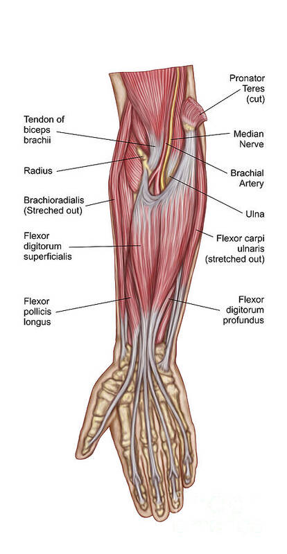 Forearm Anatomy Muscles Anatomy Drawing Diagram