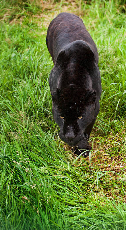 Cat Art Print featuring the photograph Black jaguar #1 by Matthew Gibson