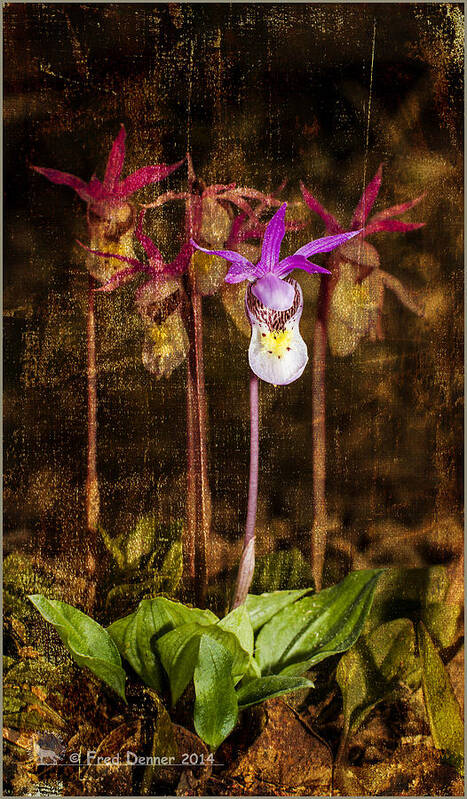 Wildflowers Art Print featuring the photograph Fairy Slippers #1 by Fred Denner