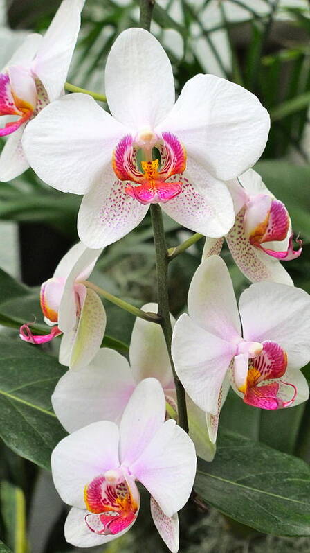 Orchid Art Print featuring the photograph White Orchids #1 by Sue Morris