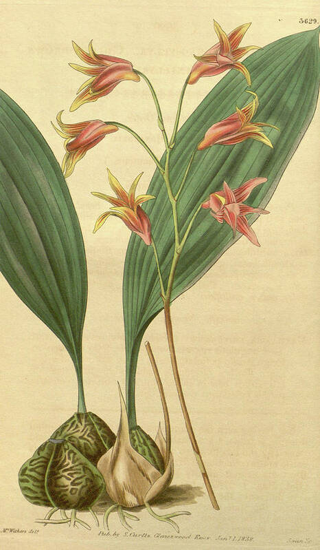 Botanical Art Print featuring the drawing Botanical Print By Augusta Innes Withers Née Baker #2 by Quint Lox