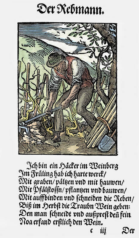 1568 Art Print featuring the painting Vinegrower, 1568 #2 by Granger