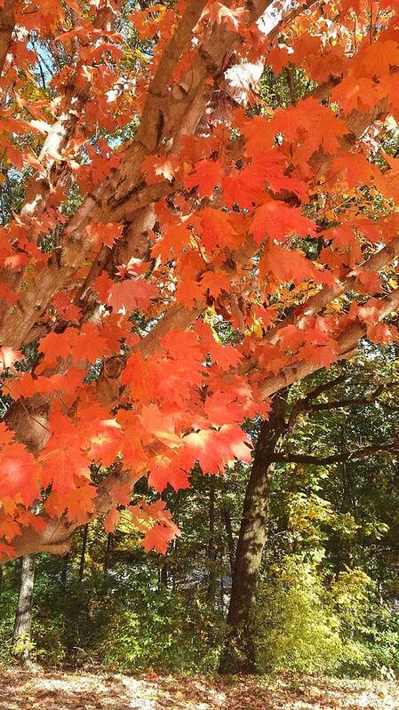 Fall Art Print featuring the photograph Fall Explosion of Color #38 by Kenny Glover