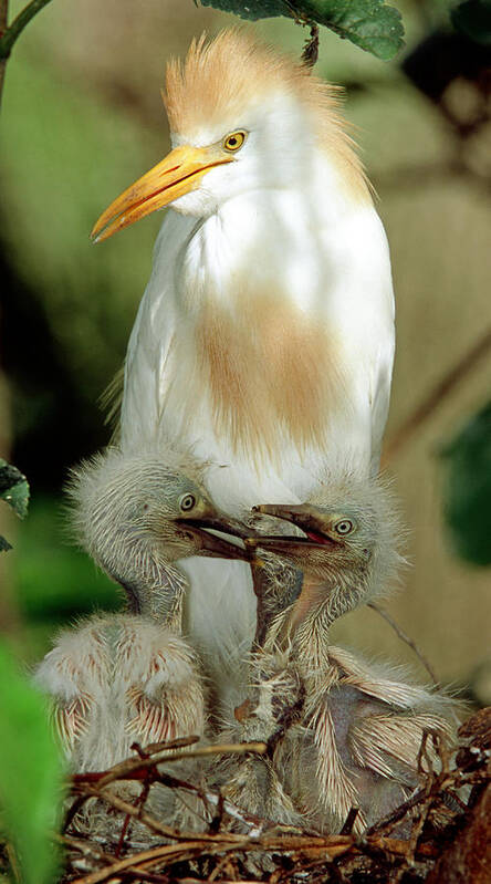 Cattle Egret Art Print featuring the photograph Cattle Egret And Nestlings #5 by Millard H. Sharp