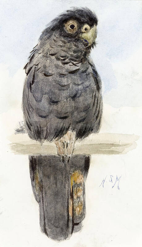 Cockatoo Art Print featuring the painting A Black Cockatoo by Henry Stacey Marks