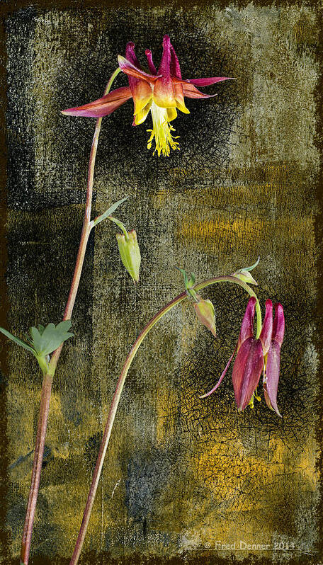 Flower Art Print featuring the photograph Alaskan Wild Columbine by Fred Denner