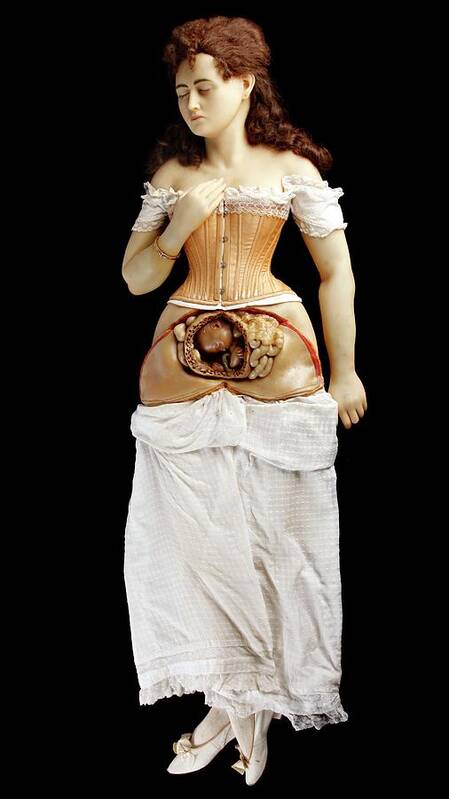 Anatomical Model Art Print featuring the photograph Anatomical Model Of Pregnant Woman by Gregory Davies