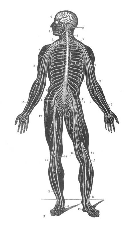 1890s Art Print featuring the photograph Anatomy: Nervous System by Granger