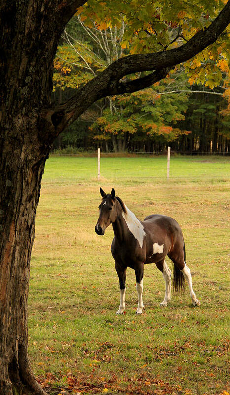 Tree Art Print featuring the photograph Autumn Horse by Angela Garrison