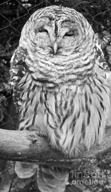 Barred Owl In Black And White Art Print featuring the photograph Barred Owl in Black and White by John Telfer