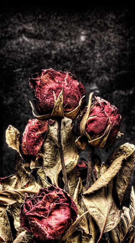 Dry Roses Art Print featuring the photograph Dry Roses In Black by Weston Westmoreland