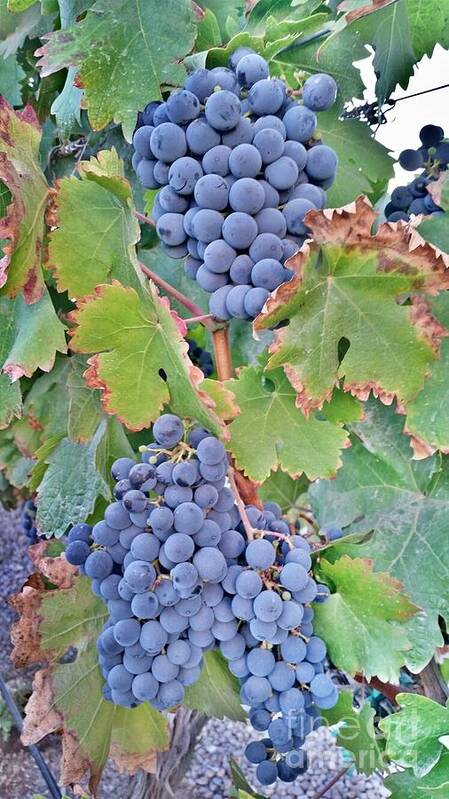 Grapes Art Print featuring the photograph Grapes by Bridgette Gomes