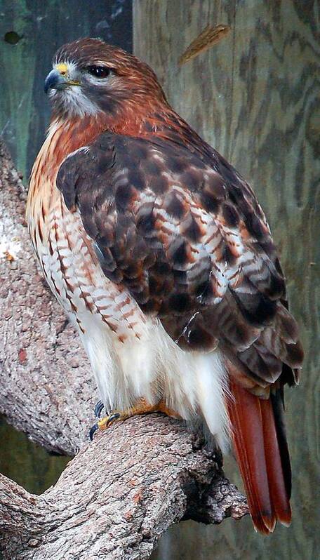 Hawk Art Print featuring the photograph Inquisitve Red Tailed Male Hawk by Donna Proctor