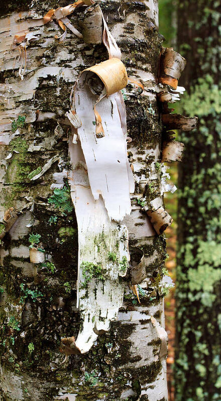 Birch Art Print featuring the photograph Peeling Birch by Adam Pender