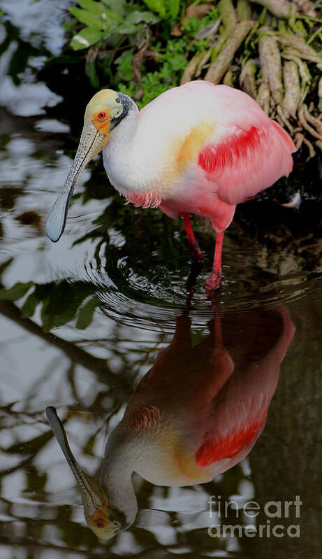 Roseate Spoonbill Art Print featuring the photograph Roseate Reflecting by Larry Nieland