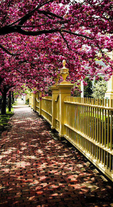 Salem Art Print featuring the photograph Salem walkway shrouded by spring flowers by Jeff Folger
