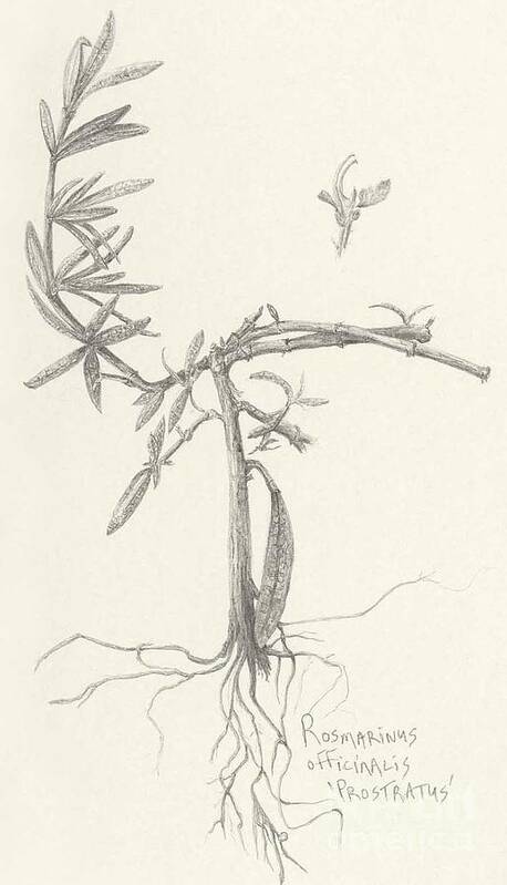 Botanicals Art Print featuring the drawing Three Herbs - Rosemary by Laura Hamill