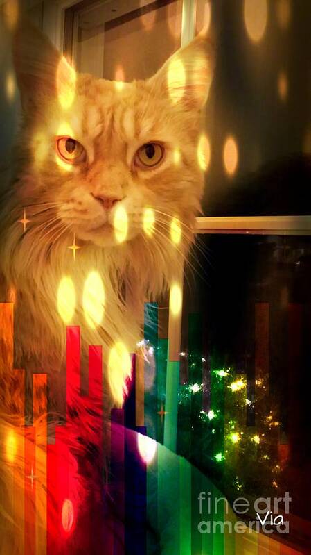 Cat Art Print featuring the photograph Tis the Season by Judy Via-Wolff
