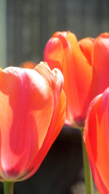 Tulip Art Print featuring the photograph Tulips Backlit 4 by Anita Burgermeister