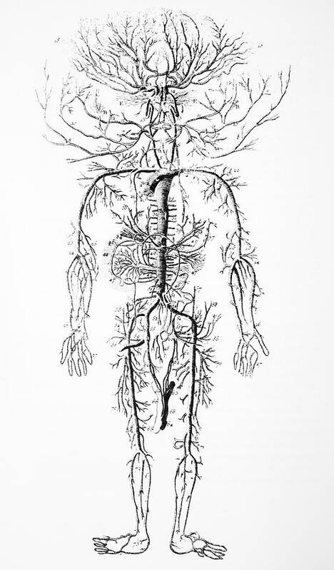 Circulatory System Art Print featuring the photograph Arterial System, 18th Century by 