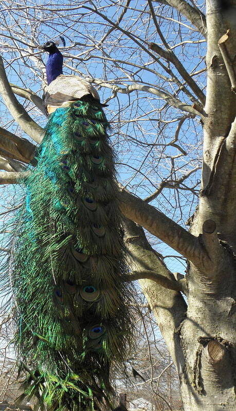 Peacock Art Print featuring the photograph I own this tree by Kim Galluzzo