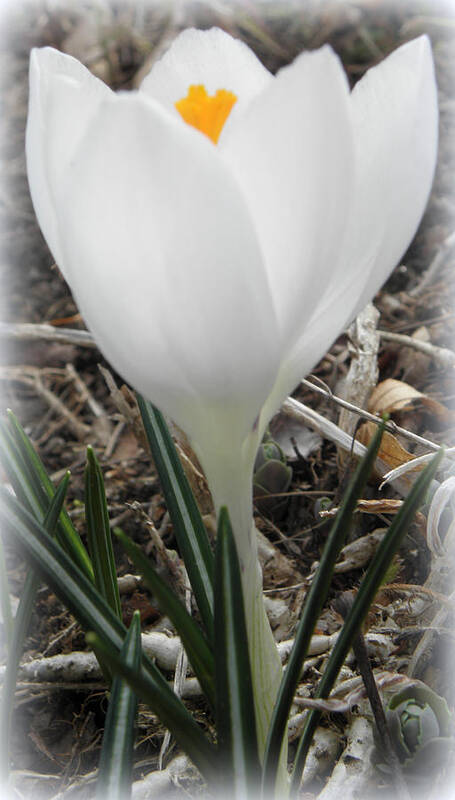 Crocus Art Print featuring the photograph St Pattys Day Bloom by Kim Galluzzo