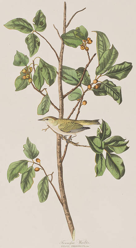 Tennessee Warbler Art Print featuring the painting Tennessee Warbler by John James Audubon