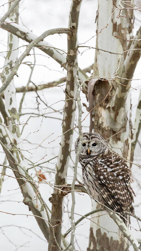 Owl Art Print featuring the photograph Barred Owl by Holly Ross
