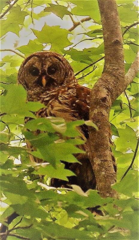 Barred Owl Large Owls Wetland Owls Woodland Owls Nocturnal Raptors Nocturnal Predators Nocturnal Animals Nocturnal Birds Nocturnal Avians Nightlife Day Owl Nocturnal Creatures American Owl Species Big Owls Sc Ornithologycustom Mugs Custom Home Décor Wetland Wildlife Creatures Of The Night Forest Creatures Woodland Wildlife Art Print featuring the photograph Barred Owl by Joshua Bales