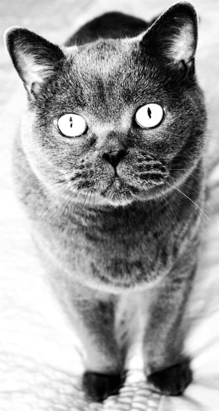 Cat Art Print featuring the photograph Cat's Eyes in Black and White by Nina-Rosa Dudy