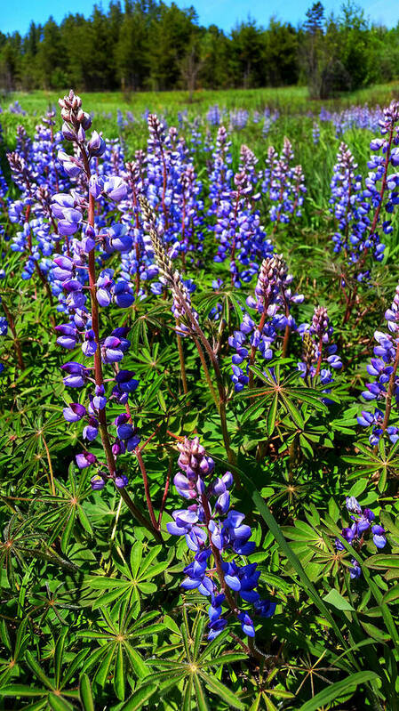 Lupine Art Print featuring the photograph Field Of Lupine's by Brook Burling