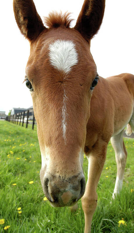 Filly Art Print featuring the photograph Filly Face by Kathi Shotwell