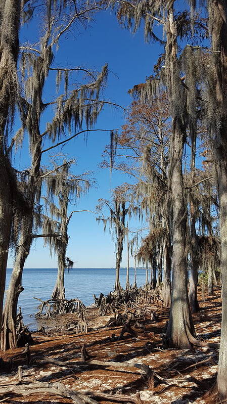 Tree Art Print featuring the photograph Fontainebleau State Park - 2 by Beth Vincent