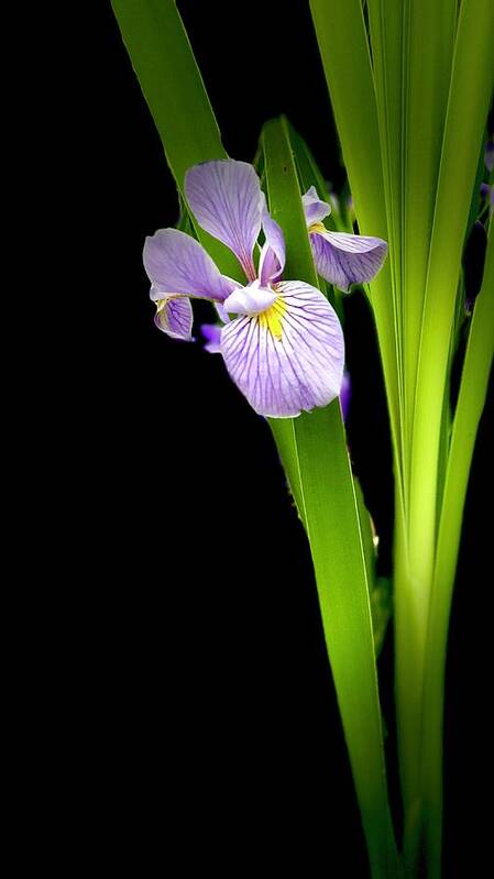 Lavender Siberian Iris Art Print featuring the photograph Iris via iPhone by Onyonet Photo Studios