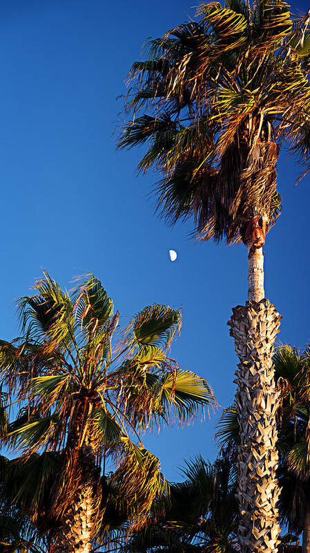 Moon Art Print featuring the photograph Moon and Palms by George Taylor