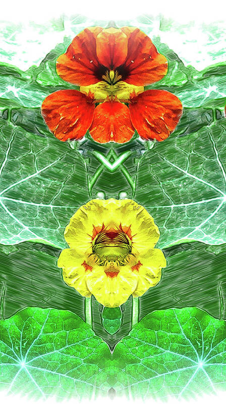 Mirror Image Pareidolia Art Print featuring the photograph Nasturtium Mirror Image Pareidolia by Constantine Gregory