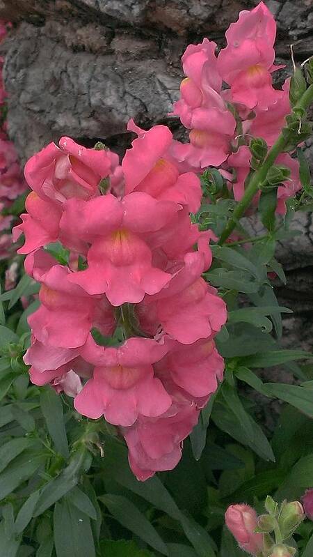 Flowers Art Print featuring the photograph Pink Snapdragons by Cheryl Elam