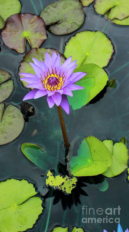 Nature Art Print featuring the photograph Purple Lilly with Lilly Pads by Toma Caul