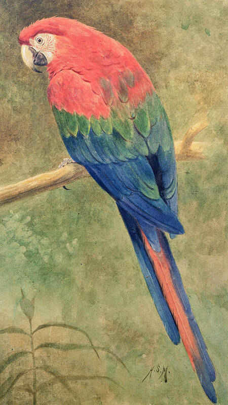 Red Art Print featuring the painting Red and Blue Macaw by Henry Stacey Marks