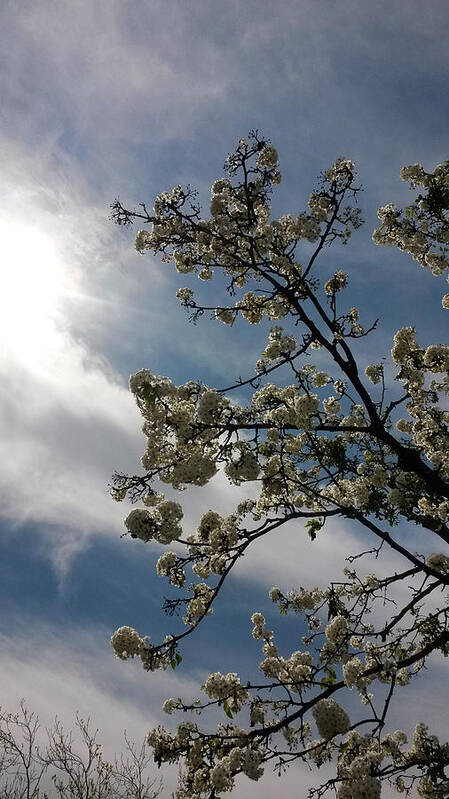 Tree Art Print featuring the photograph Spring Blossom Sky by Eric Forster
