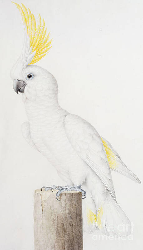 Sulphur-crested Cockatoo Art Print featuring the painting Sulphur crested Cockatoo by Nicolas Robert