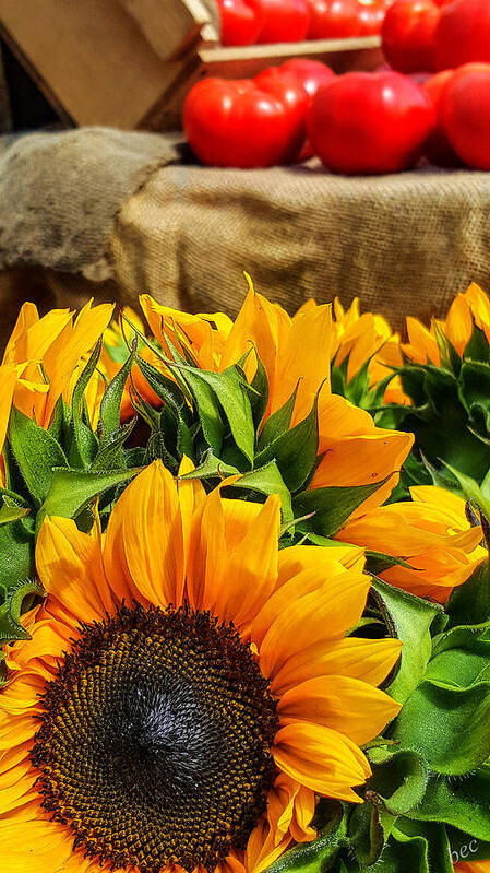 Sun Flowers Art Print featuring the photograph Sun flowers and tomatoes by Bruce Carpenter