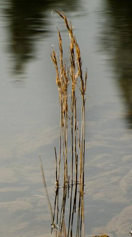 California Scenes Art Print featuring the photograph Sunny Reeds Reflect by Norman Andrus