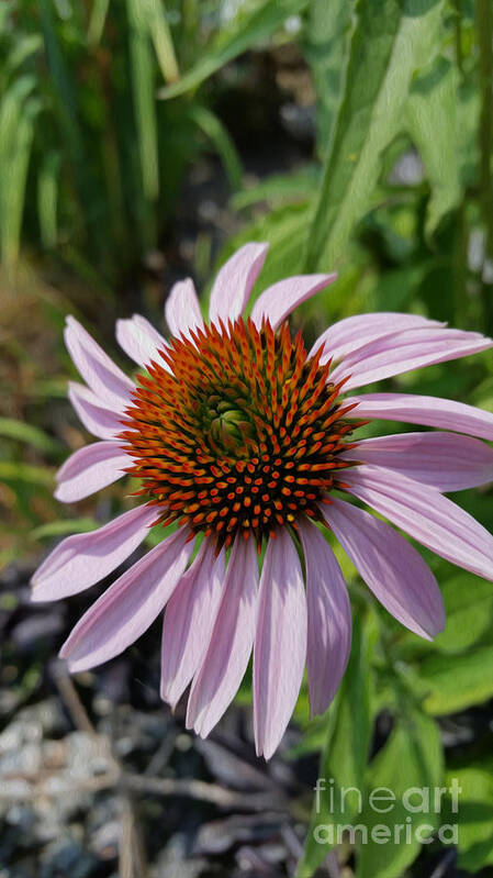 Flower Art Print featuring the photograph Swirl by Carol Eliassen