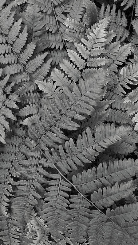 Fern Art Print featuring the photograph Textures of the Forest by Holly Ross