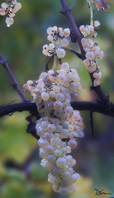 Grapes Art Print featuring the photograph The Promise by Peggy Dietz