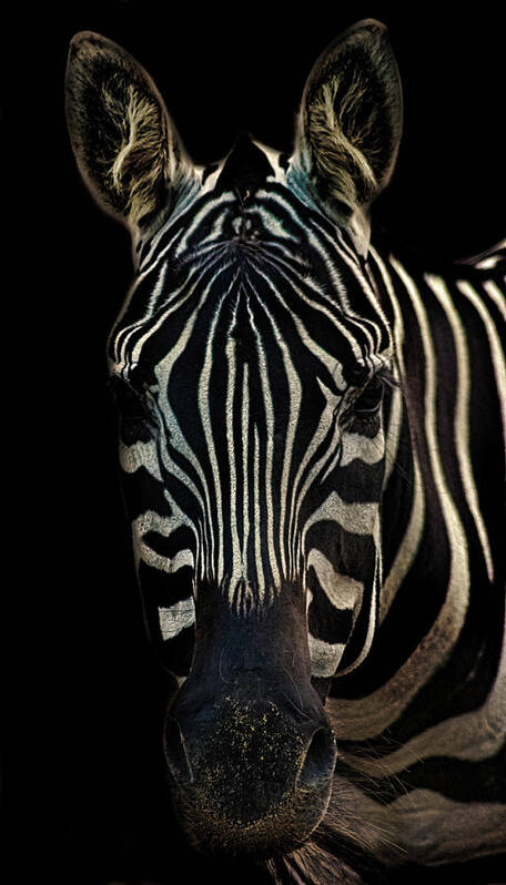 Zebra Art Print featuring the photograph Zebra Portrait by Martin Newman