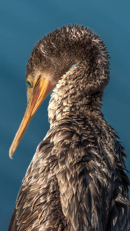 Cormorant Art Print featuring the photograph Cormorant Portrait by Muhammad Hamid