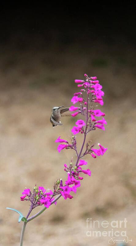 Hummingbird Art Print featuring the photograph Fly-By Hummingbird by Joanne West