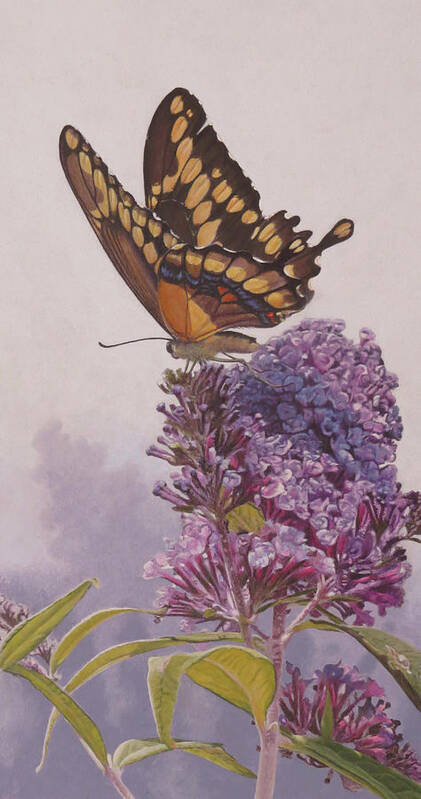 Butterfly Art Print featuring the painting Giant Swallowtail by Rusty Frentner